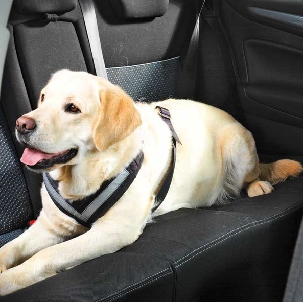 Bilsele - sikkerhetssele hund - hundesele - bilutstyr