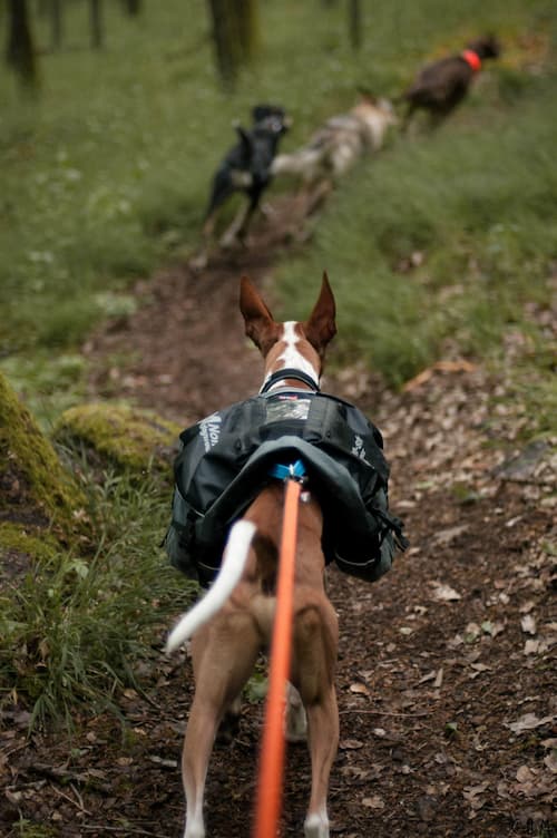 Non-Stop Dogwear