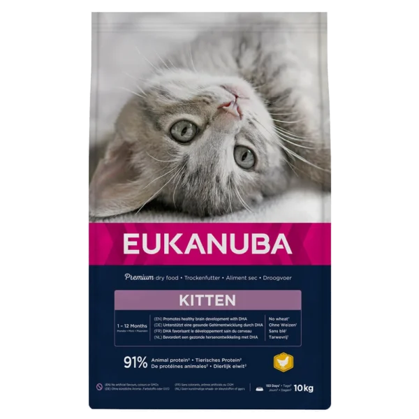 kitten