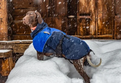 beta blå hund