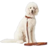 education lys brun m hund