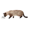 kimberley katt