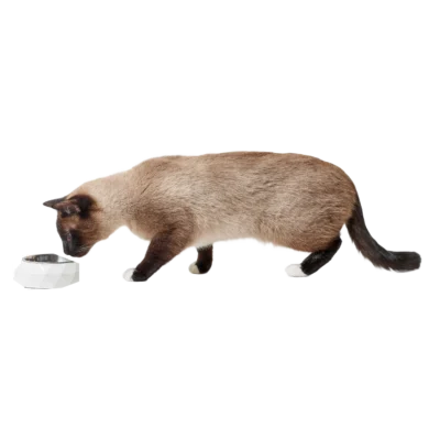 kimberley katt