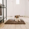 waterloo brun hund