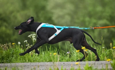 freemotion bla pa hund