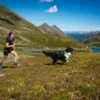 teal sele hund