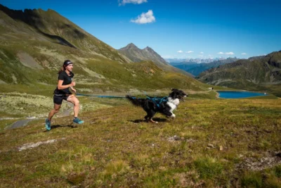 teal sele hund