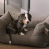 deep taupe m hund
